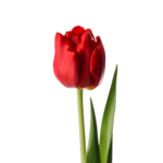Netherlands Red Tulip