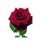 The Pride Red Rose