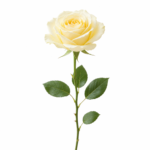 Yellow Rose